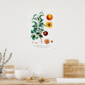 Poster Illustration botanique vintage (Cuisine)