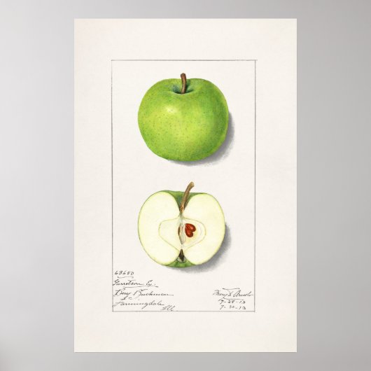 Poster Illustration botanique vintage (Devant)