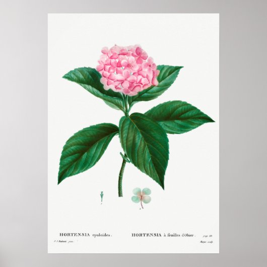 Poster Illustration botanique vintage (Devant)