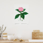 Poster Illustration botanique vintage (Cuisine)