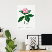 Poster Illustration botanique vintage (Bureau à domicile)