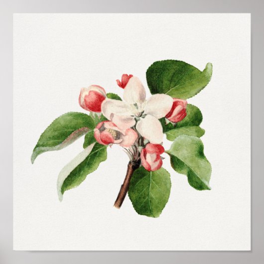 Poster Illustration botanique vintage (Devant)