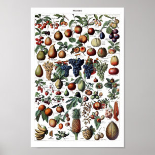 Poster Illustration botanique vintage