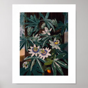 Poster Illustration botanique vintage