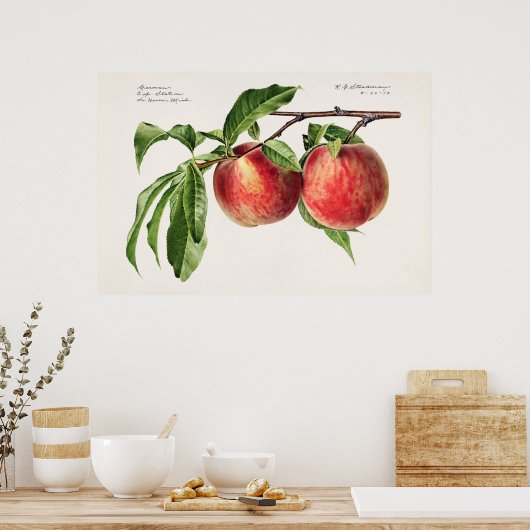 Poster Illustration botanique vintage (Cuisine)