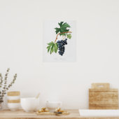 Poster Illustration botanique vintage (Cuisine)