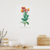 Poster Illustration botanique vintage (Cuisine)