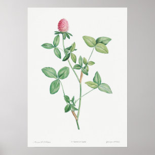 Poster Illustration botanique vintage