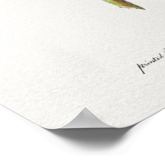 Poster Illustration botanique vintage (Coin)