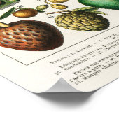 Poster Illustration botanique vintage (Coin)
