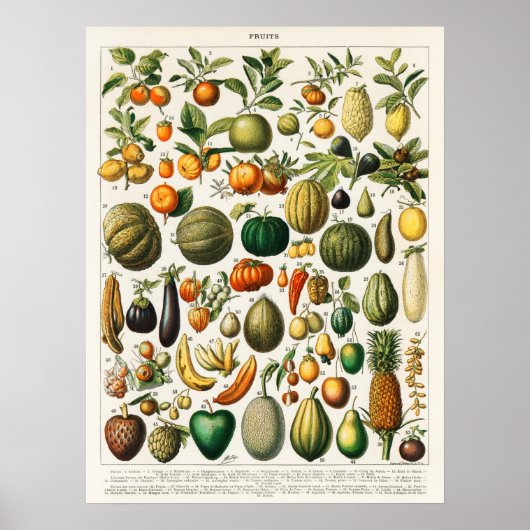 Poster Illustration botanique vintage (Devant)