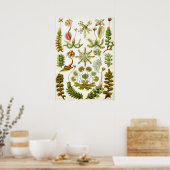 Poster Illustration botanique vintage (Cuisine)