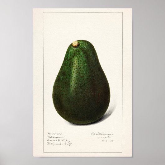 Poster Illustration botanique vintage (Devant)