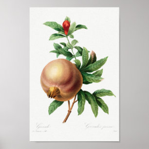 Poster Illustration botanique vintage
