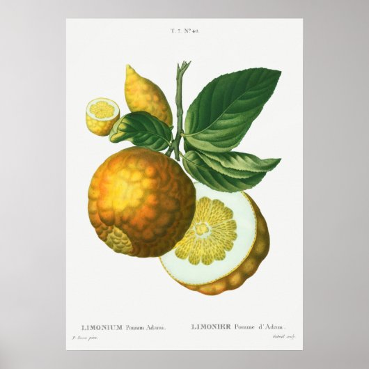 Poster Illustration botanique vintage (Devant)