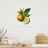 Poster Illustration botanique vintage (Cuisine)