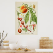 Poster Illustration botanique vintage (Cuisine)