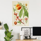 Poster Illustration botanique vintage (Bureau à domicile)