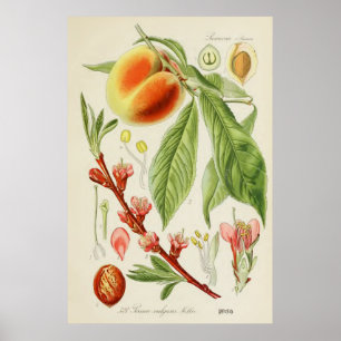 Poster Illustration botanique vintage
