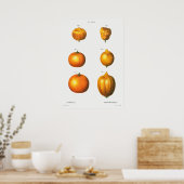 Poster Illustration botanique vintage (Cuisine)