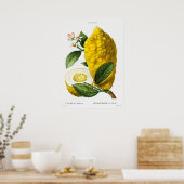 Poster Illustration botanique vintage (Cuisine)