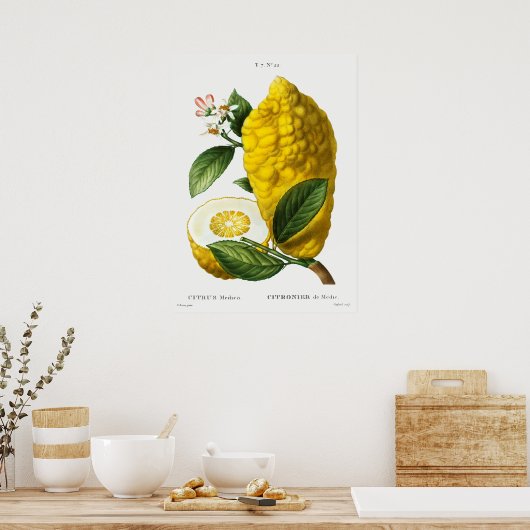 Poster Illustration botanique vintage (Cuisine)