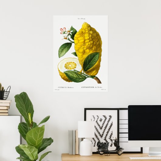 Poster Illustration botanique vintage (Bureau à domicile)