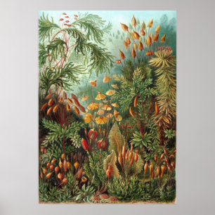 Poster Illustration botanique vintage