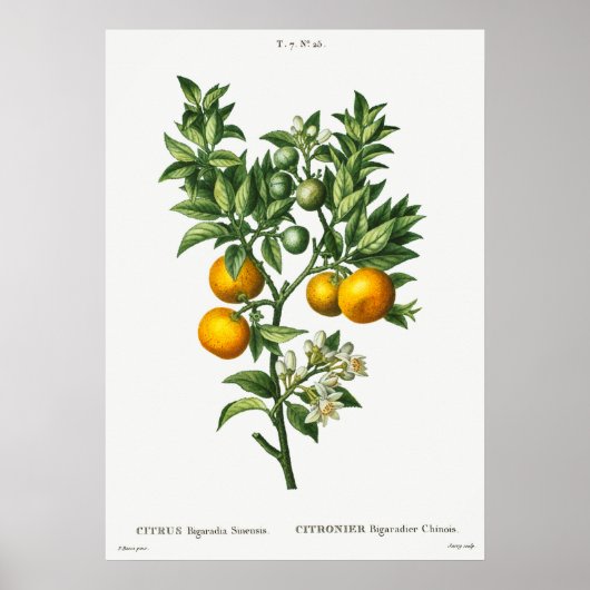 Poster Illustration botanique vintage (Devant)