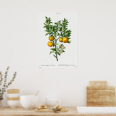 Poster Illustration botanique vintage (Cuisine)