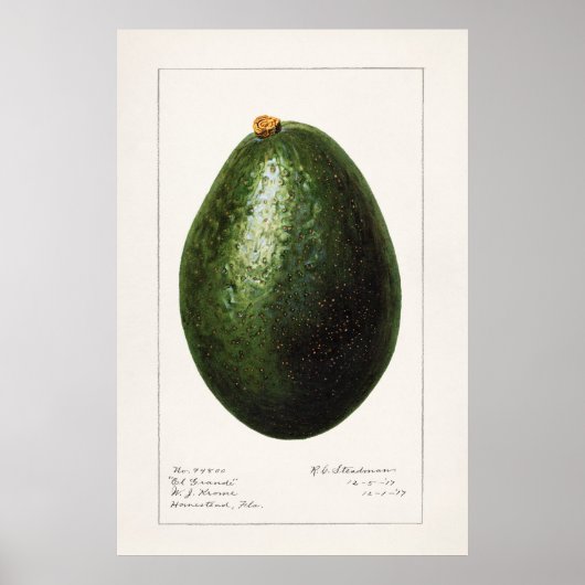 Poster Illustration botanique vintage (Devant)