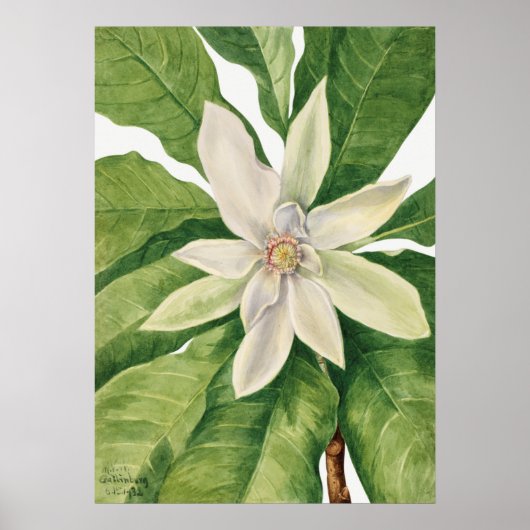 Poster Illustration botanique vintage (Devant)