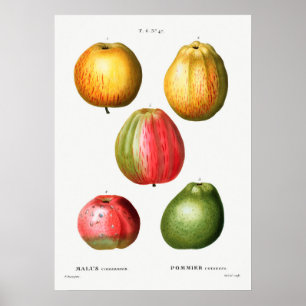 Poster Illustration botanique vintage