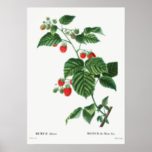Poster Illustration botanique vintage