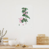 Poster Illustration botanique vintage (Cuisine)