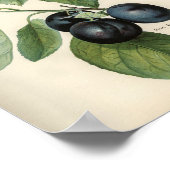 Poster Illustration botanique vintage (Coin)