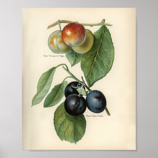 Poster Illustration botanique vintage (Devant)