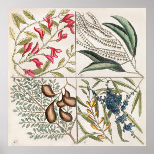 Poster Illustration botanique vintage