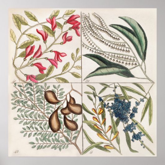 Poster Illustration botanique vintage (Devant)