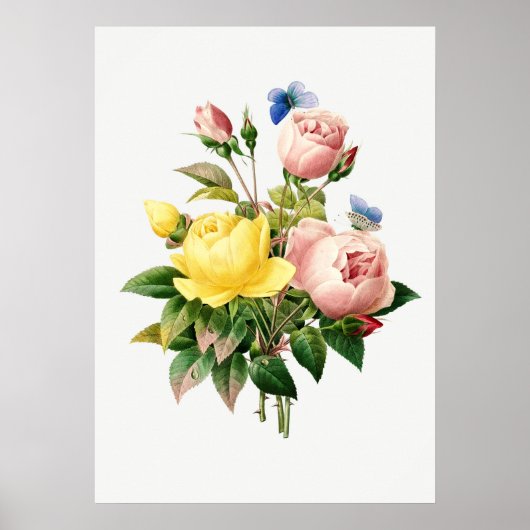 Poster Illustration botanique vintage (Devant)