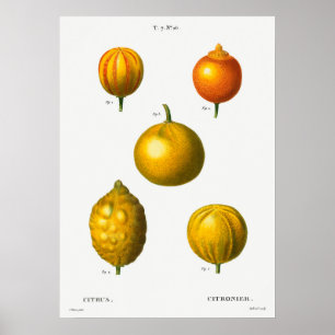 Poster Illustration botanique vintage