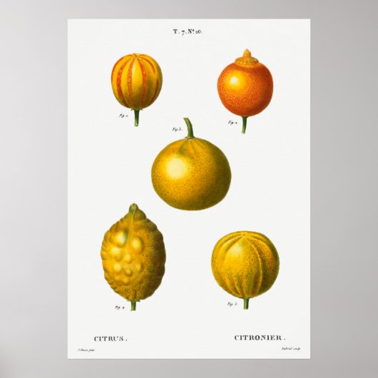 Poster Illustration botanique vintage (Devant)