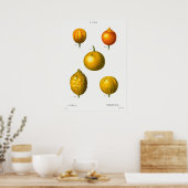 Poster Illustration botanique vintage (Cuisine)