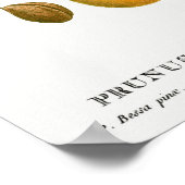 Poster Illustration botanique vintage (Coin)