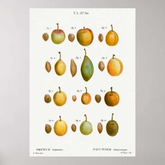 Poster Illustration botanique vintage (Devant)