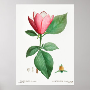 Poster Illustration botanique vintage