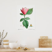 Poster Illustration botanique vintage (Cuisine)