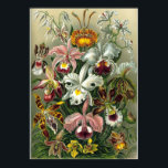 Poster Illustration botanique vintage<br><div class="desc">dessin vintage</div>