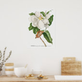 Poster Illustration botanique vintage (Cuisine)