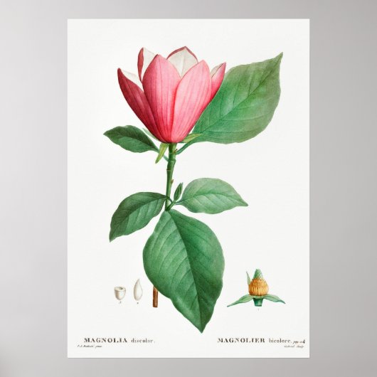 Poster Illustration botanique vintage (Devant)